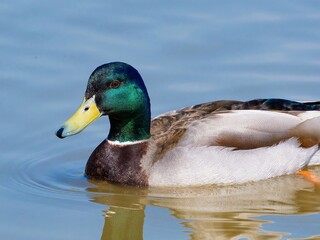 Closeup of a male mallard duck swimming in a lake, canard colvert. tranquil water surface, capturing a serene moment in nature, perfect for wildlife and birdwatching.