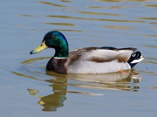 Closeup of a male mallard duck swimming in a lake, canard colvert. tranquil water surface, capturing a serene moment in nature, perfect for wildlife and birdwatching.