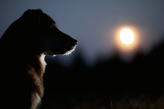 Dog in the moonlight silhouette - Powered by Adobe