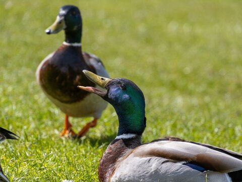 Closeup of a male mallard duck swimming in a lake, canard colvert. tranquil water surface, capturing a serene moment in nature, perfect for wildlife and birdwatching.