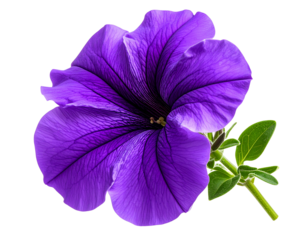 Top View of Red Petunia Flower with Radial Petal Pattern, Transparent Background.