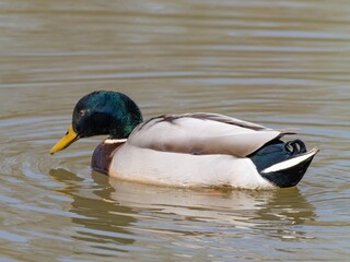 Closeup of a male mallard duck swimming in a lake, canard colvert. tranquil water surface, capturing a serene moment in nature, perfect for wildlife and birdwatching.