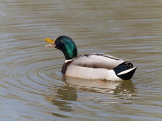 Closeup of a male mallard duck swimming in a lake, canard colvert. tranquil water surface, capturing a serene moment in nature, perfect for wildlife and birdwatching.