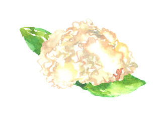 はなびらたけの水彩イラスト