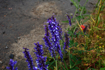 Vicia villosa flower, known as the hairy vetch, fodder vetch or winter vetch