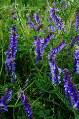 Vicia villosa flower, known as the hairy vetch, fodder vetch or winter vetch