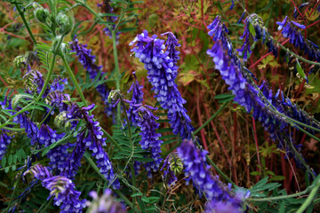 Vicia villosa flower, known as the hairy vetch, fodder vetch or winter vetch