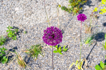 Scenic view of public park named Ueberlandpark with blossom of Allium Giganteum Regel plant on a...