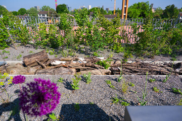 Scenic view of public park named Ueberlandpark with blossom of Allium Giganteum Regel plant on a...