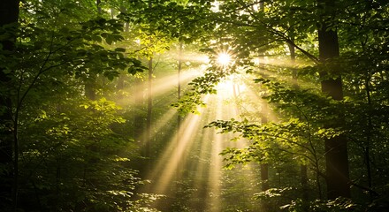 Obraz premium Sunbeams filter through a lush green forest canopy, creating a serene and magical atmosphere.
