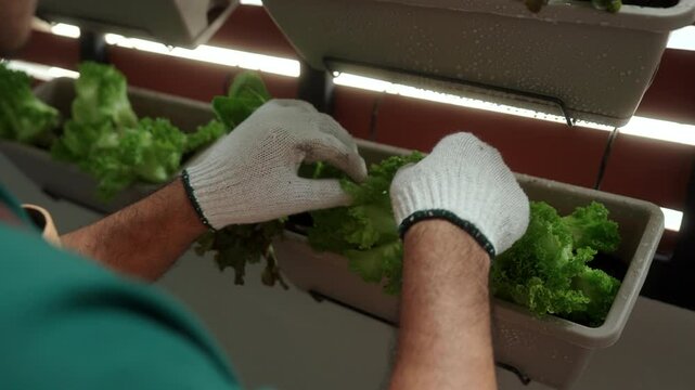 Close-up hand growing and take care vegetables in a vertical garden on his apartment balcony, an urban lifestyle with homegrown food and sustainable living in limited space. Vertical garden concept.

