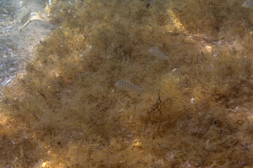 Striped seabream swimming close to seafloor among algae and shells Corsica