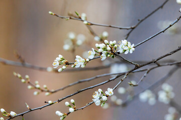 cherry blossom in spring