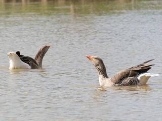 Beautiful and colorful goose gees swimming in the calm waters of the lake, graylag goose in water autumn sunset foliage backdrop. Taiga bean goose in a pond.
