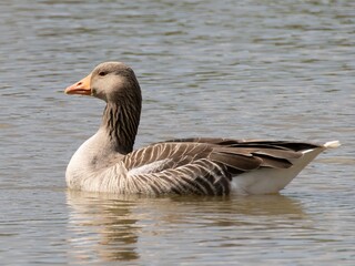 Beautiful and colorful goose gees swimming in the calm waters of the lake, graylag goose in water autumn sunset foliage backdrop. Taiga bean goose in a pond.
