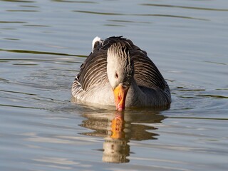 Beautiful and colorful goose gees swimming in the calm waters of the lake, graylag goose in water...