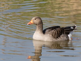 Beautiful and colorful goose gees swimming in the calm waters of the lake, graylag goose in water autumn sunset foliage backdrop. Taiga bean goose in a pond.