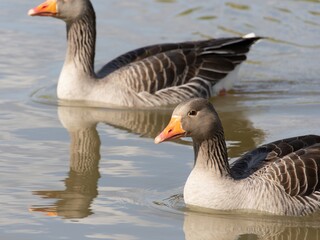 Beautiful and colorful goose gees swimming in the calm waters of the lake, graylag goose in water...