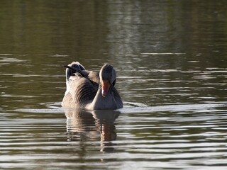 Beautiful and colorful goose gees swimming in the calm waters of the lake, graylag goose in water...
