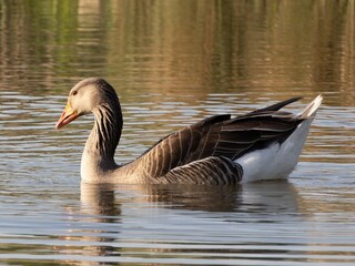 Beautiful and colorful goose gees swimming in the calm waters of the lake, graylag goose in water...