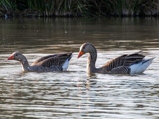 Obraz premium Beautiful and colorful goose gees swimming in the calm waters of the lake, graylag goose in water autumn sunset foliage backdrop. Taiga bean goose in a pond.