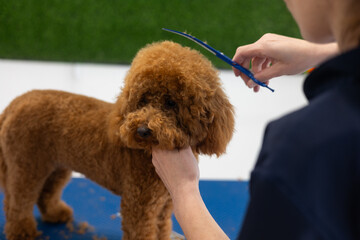 Groomer combs a small brown poodle's fur in a grooming salon