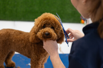 Groomer trimming fur of poodle dog with scissors in pet salon