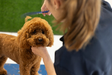 Groomer combing a poodle dog with a comb in a pet grooming salon