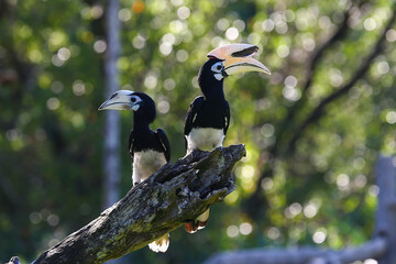 Oriental pied hornbill at wild.