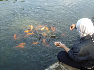 Feeding koi fish in a pond is a peaceful and engaging moment, as the colorful fish gracefully swim...