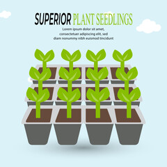 Illustration of superior plant seeds