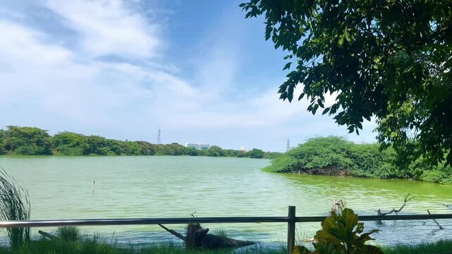  Daytime Wetland View With Dense Grass And Tree Area.