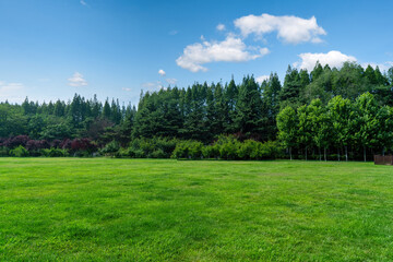 Beautiful Green Meadow and Forest