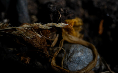 end of life\new life