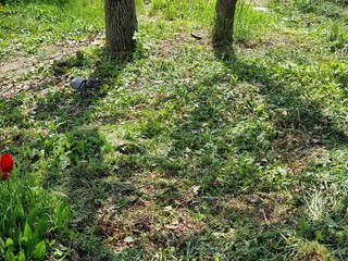 Beautiful flowers in the garden. A pigeon walks on the lawn.