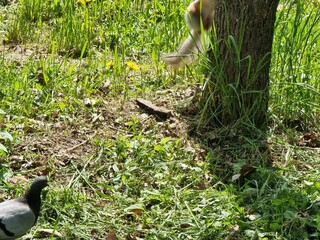 closeup shot of a cute bird on a lawn
