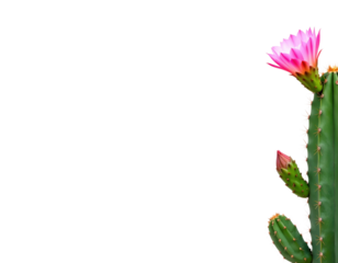 Blooming cactus with vibrant pink flower and spines on transparent background