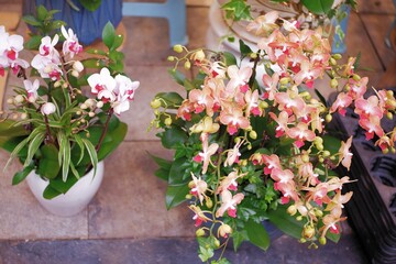pink flowers in a garden
