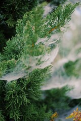 christmas tree in the forest