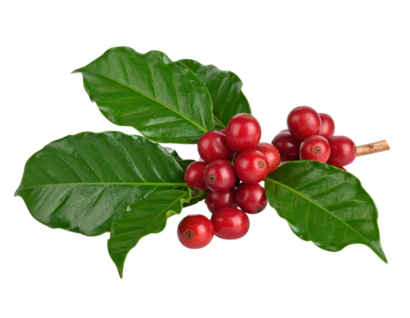 Fresh ripe red coffee cherries with green leaves on transparent background