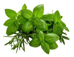 Fresh mixed herbs bundle with basil, mint and rosemary on transparent background