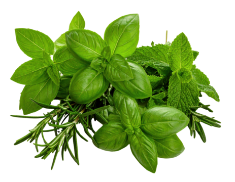 Fresh mixed herbs bundle with basil, mint and rosemary on transparent background