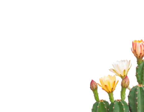 A vibrant cactus, positioned in the bottom right corner, boasts beautiful orange, yellow, and white blooms along with closed buds, set against a transparent background.