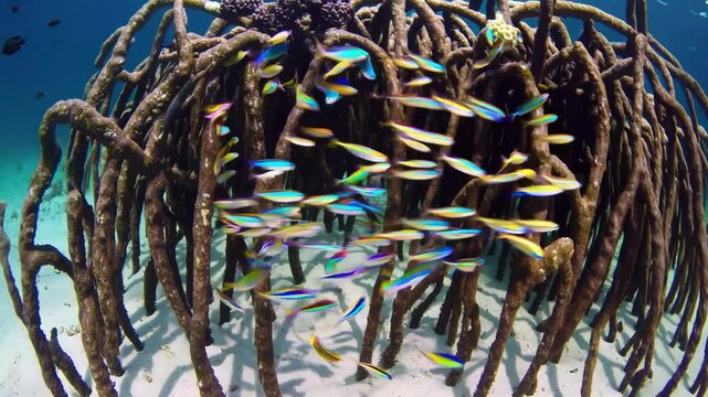 Exploring underwater mangroves with diverse marine life in vibrant tropical waters