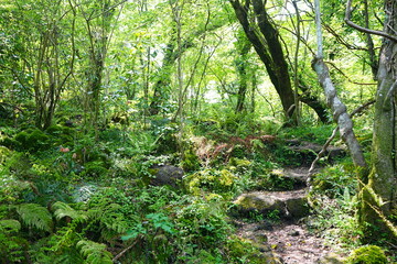 fine path in the spring sunlight
