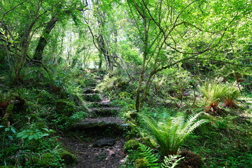 sparkling ferns in the spring sunlight