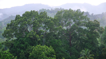 Obraz premium Raining over trees and greenery forest