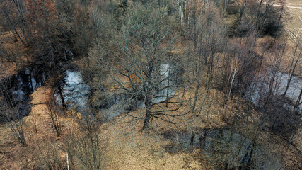 aerial drone view of wild land country side dirty dark moor swamp with bare branches trees September autumn environment