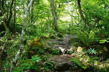 old spring forest and path