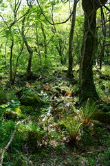 sparkling ferns in the spring sunlight